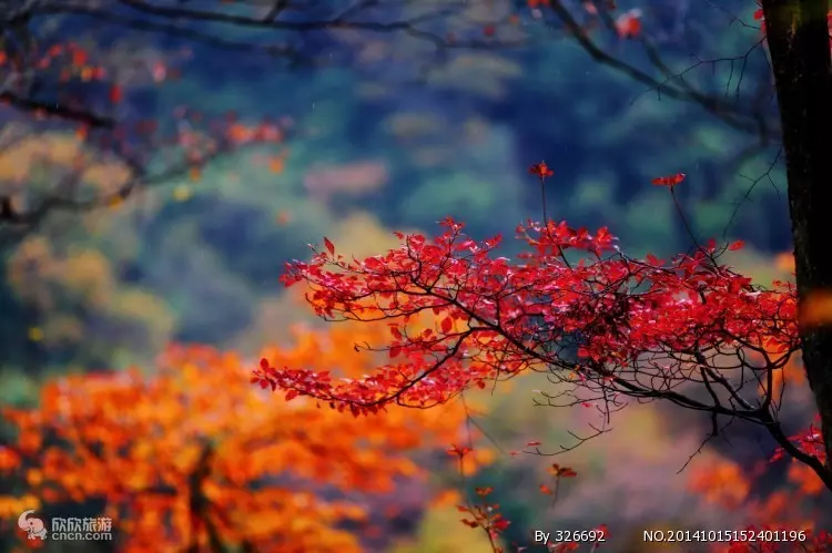 红叶不输香山，银杏媲美腾冲，谁说广东没有秋天